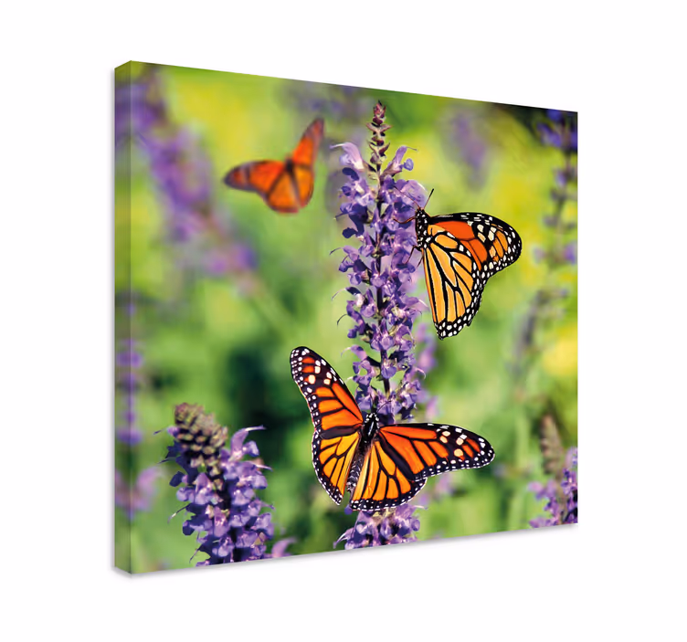 Tableau papillons rassemblement de papillons monarques - TenStickers