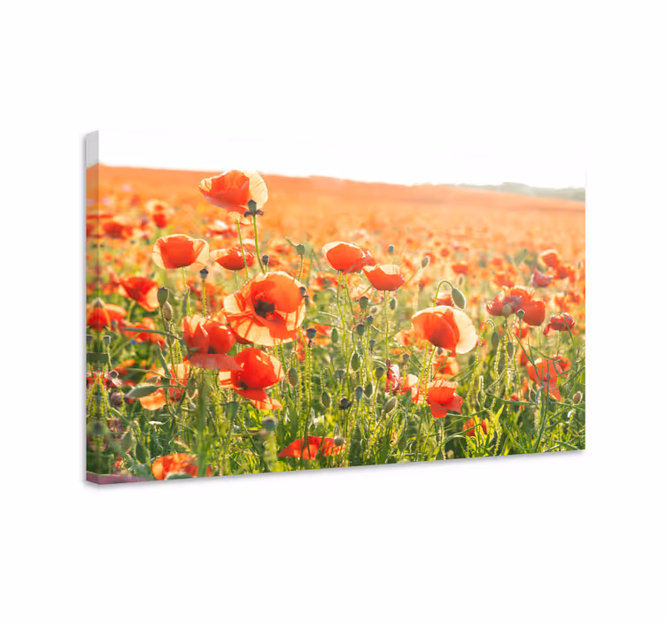 Tableau fleurs et plantes champ de coquelicots - TenStickers