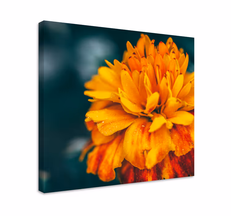 Tableau fleurs fleur d'orange Éclatante - TenStickers