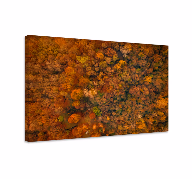 Tableau arbres canopée forestière d'automne - TenStickers
