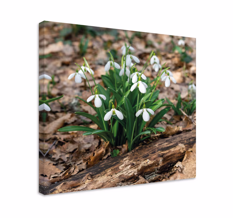 Tableau fleurs et plantes Éclosion de perce-neige - TenStickers