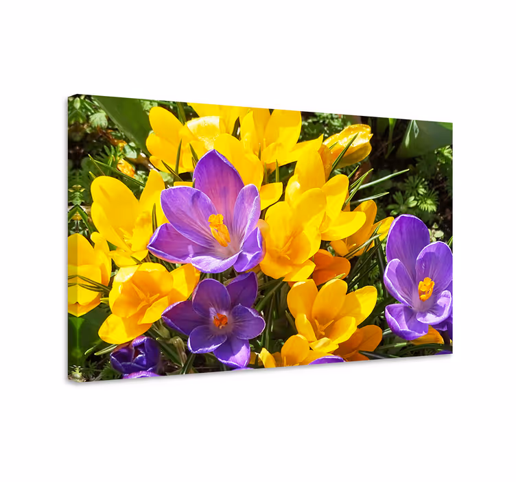 Tableau fleurs et plantes fleurs colorées de printemps - TenStickers
