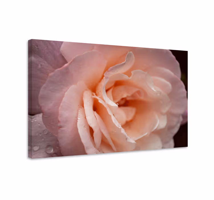 Tableau fleurs et plantes fleur de rose délicate - TenStickers