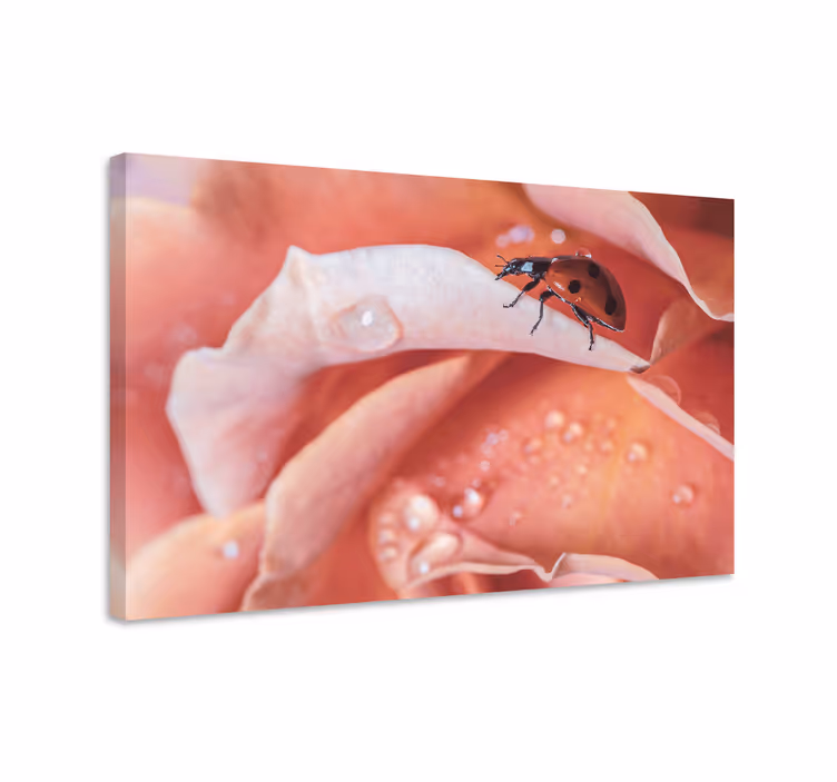 Tableau fleurs et plantes coccinelle sur rose - TenStickers
