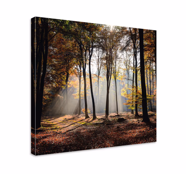 Tableau paysages rayons de lumière dans la forêt - TenStickers
