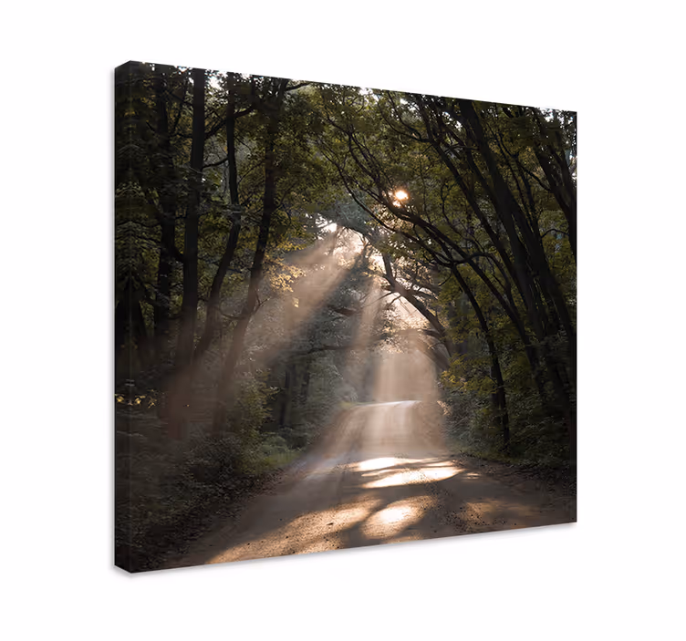 Tableau paysages sentier ensoleillé en forêt - TenStickers