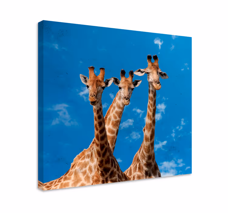 Tableau animaux portrait trio de girafes - TenStickers