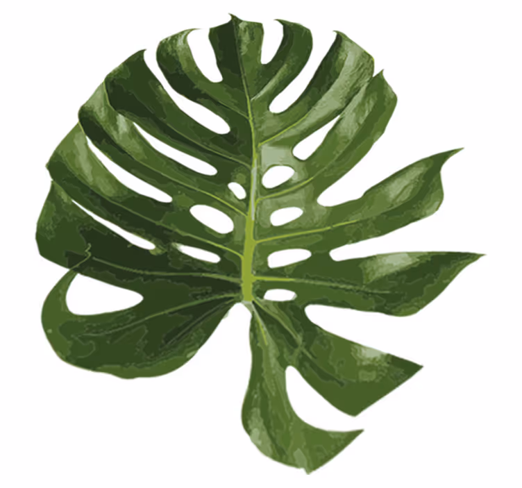 Tapis vinyle fleurs et plantes feuille monstera délicieuse - TenStickers