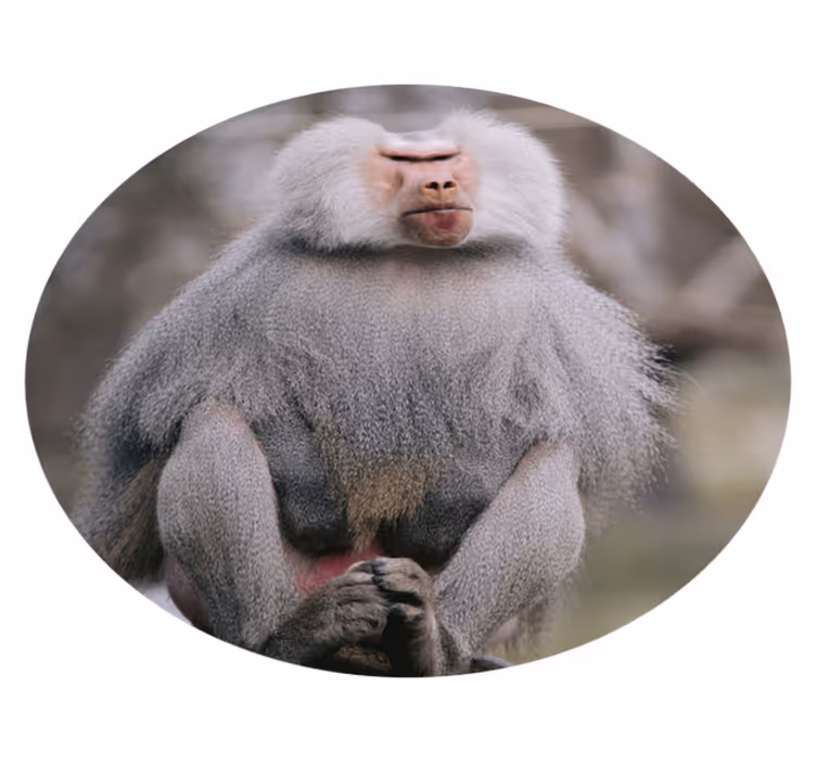 Tapis vinyle animal babouins assis calmement - TenStickers