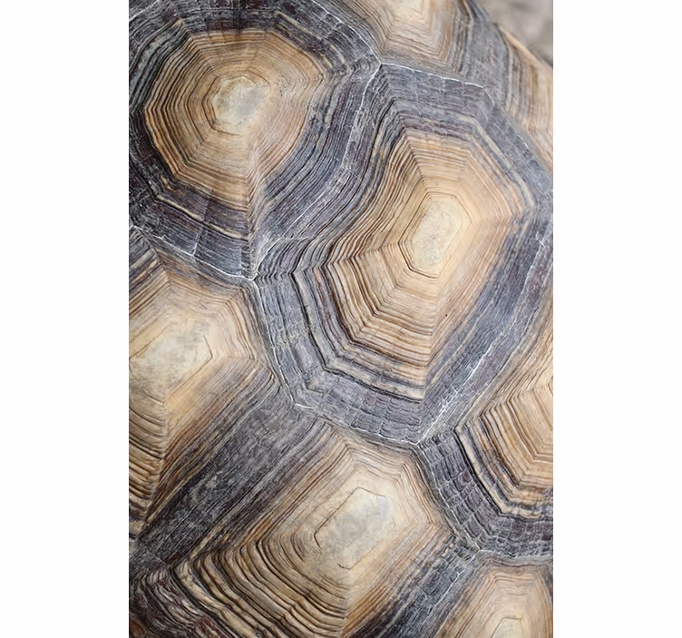Papier peint salon carapace de tortue - TenStickers
