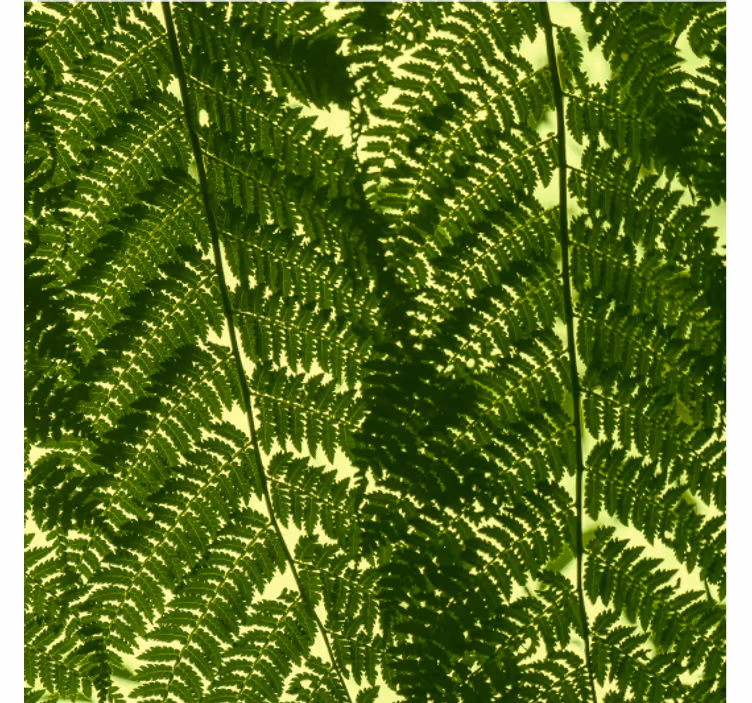 Papier peint scandinave plante fougère verte - TenStickers