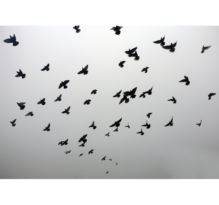 Store enrouleur blanc image esthétique d'oiseaux à l'ombre - TenStickers