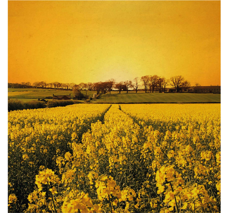 Store enrouleur salon champ de fleurs jaunes - TenStickers