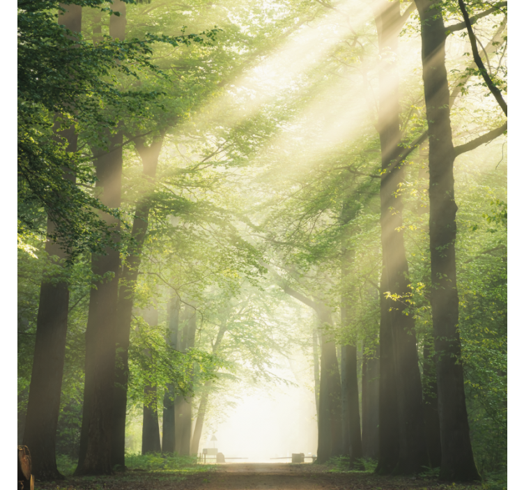 Store enrouleur salon forêt verte avec soleil - TenStickers