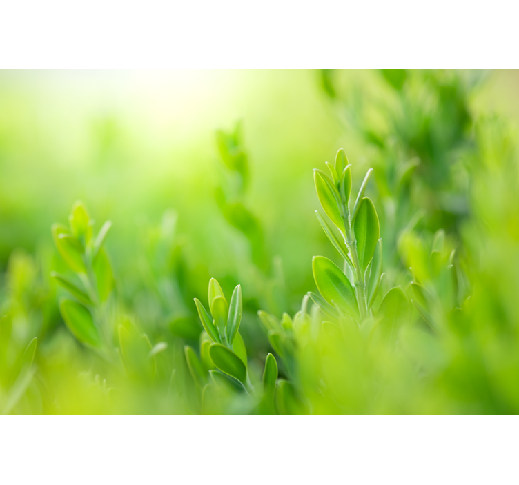 Store enrouleur salon feuilles vert clair printemps - TenStickers