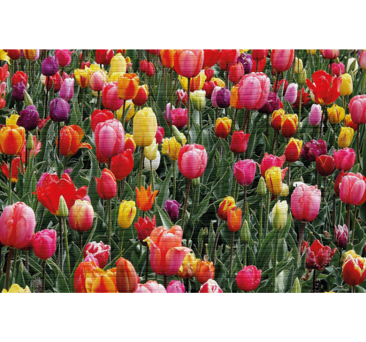 Store enrouleur salon tulipes multiples dans un champ - TenStickers