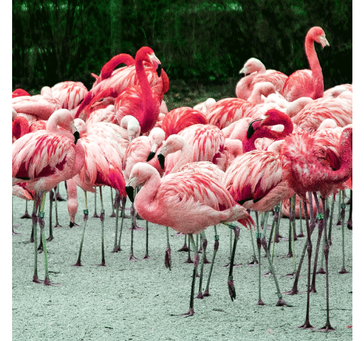 Store enrouleur salon flamants roses sur l'eau - TenStickers