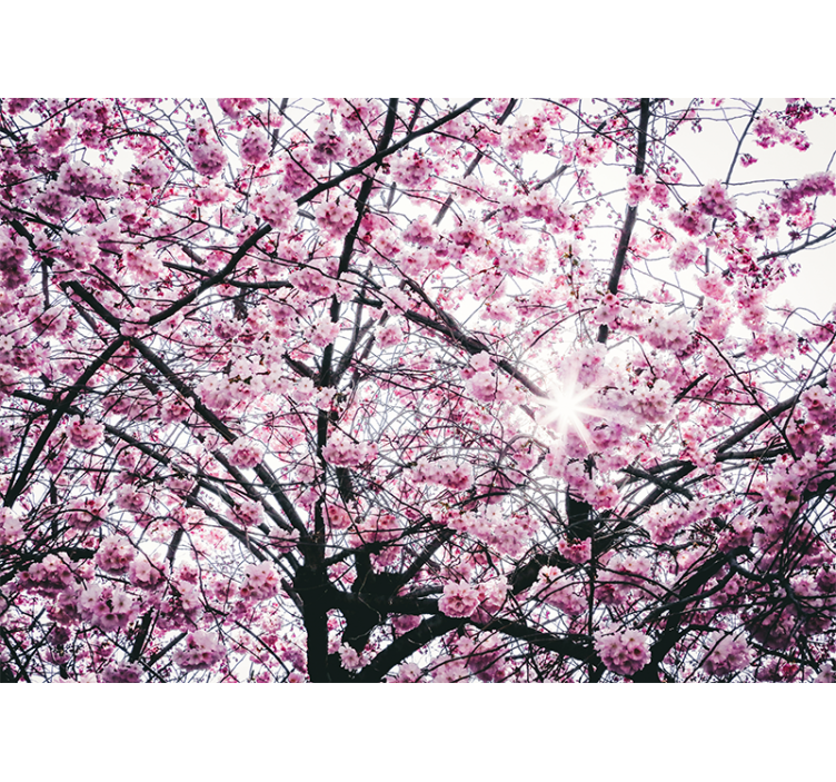 Store enrouleur rose arbres en fleurs cerisiers - TenStickers