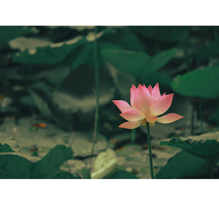 Store enrouleur vert fleur rose - TenStickers