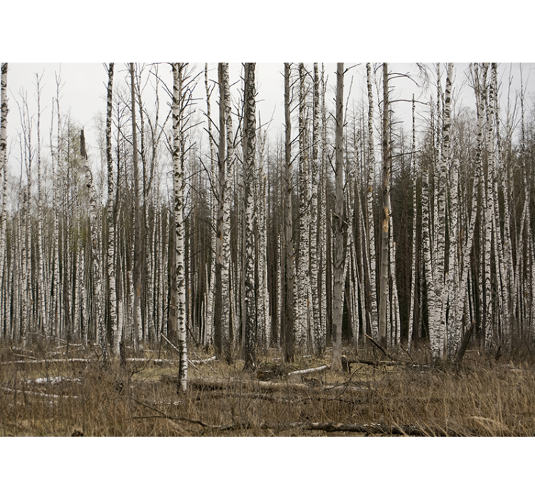 Store enrouleur salon forêt de bouleaux gris - TenStickers