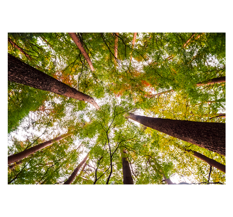 Store enrouleur salon grands arbres en forêt - TenStickers