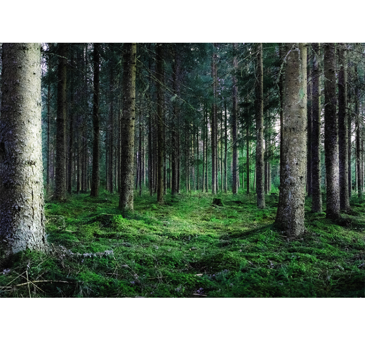 Store enrouleur salon forêt tropicale humide - TenStickers