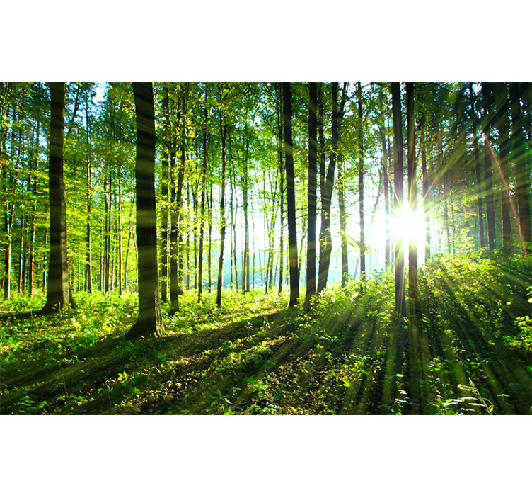 Store enrouleur salon paysage forestier lumineux - TenStickers