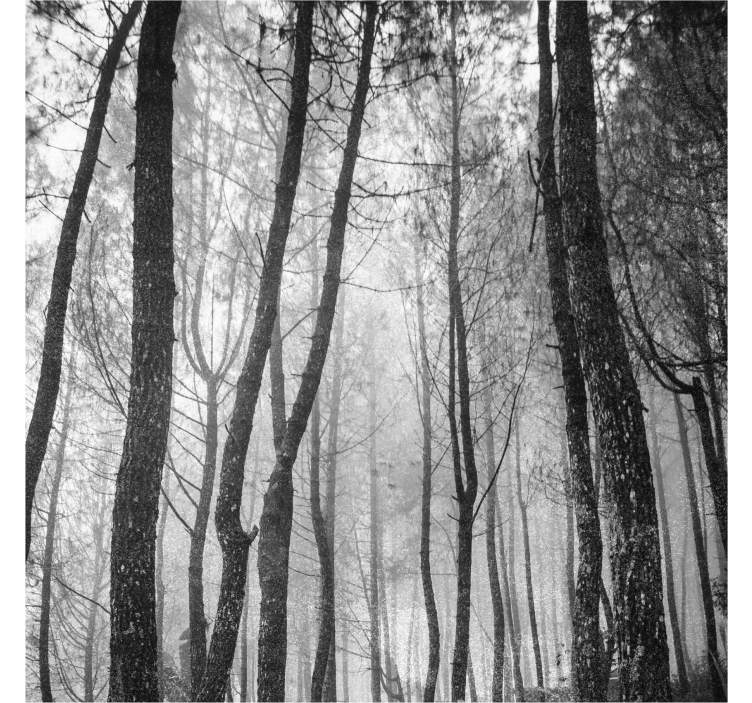 Store enrouleur salon forêt brumeuse vue du ciel - TenStickers