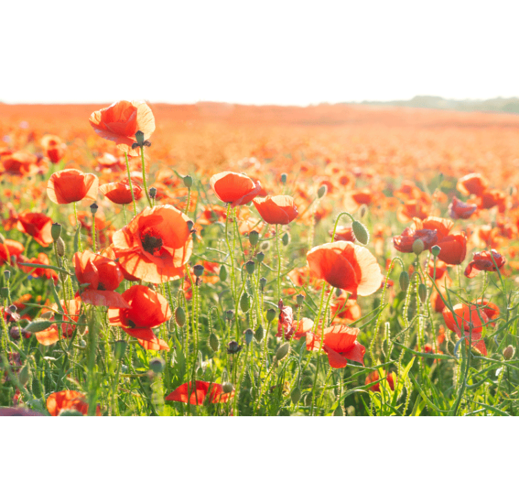 Store enrouleur salon coquelicots rouges champ ensoleillé - TenStickers