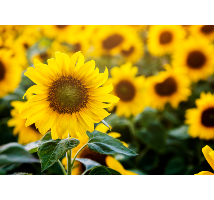 Store enrouleur salon champ de tournesols en gros plan - TenStickers