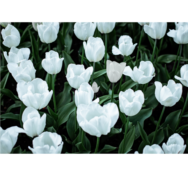 Store enrouleur salon tulipes blanches - TenStickers