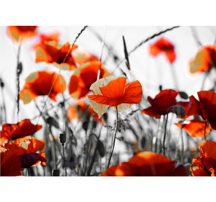 Store enrouleur salon fleurs coquelicot rouge noir - TenStickers