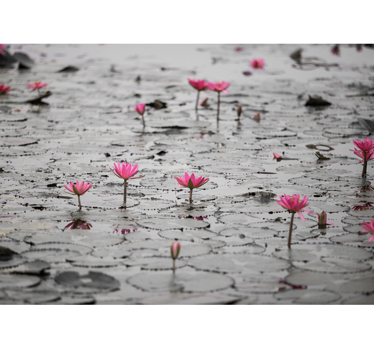 Store enrouleur salon fleurs de lotus sur eau gris - TenStickers