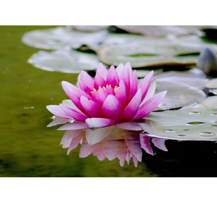 Store enrouleur salon fleur de lotus zen rose - TenStickers