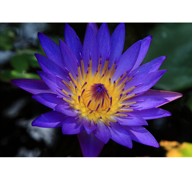 Store enrouleur salon fleur de lotus violet - TenStickers