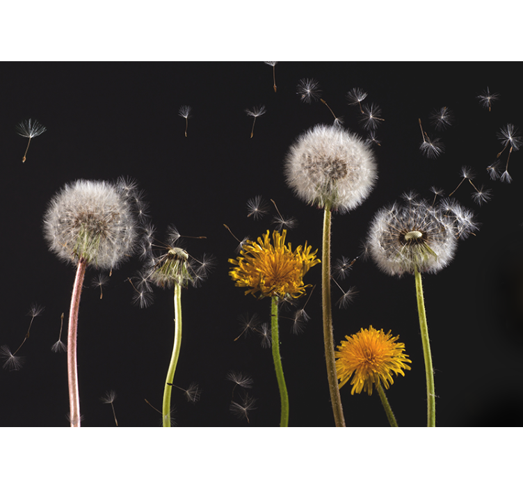 Store enrouleur salon pissenlit nature - TenStickers