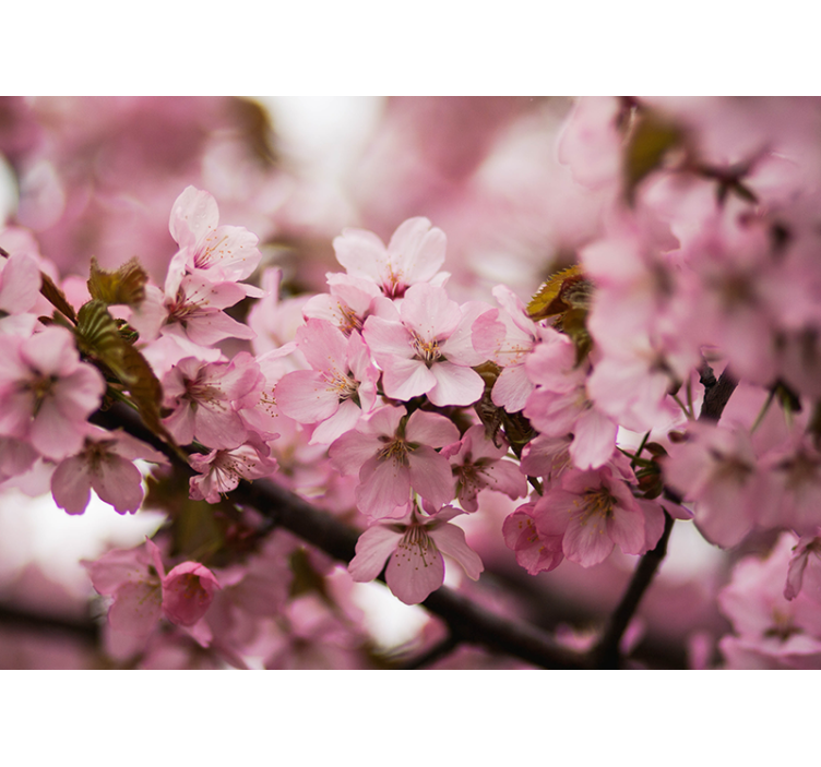 Store enrouleur salon fleurs de cerisier rose - TenStickers