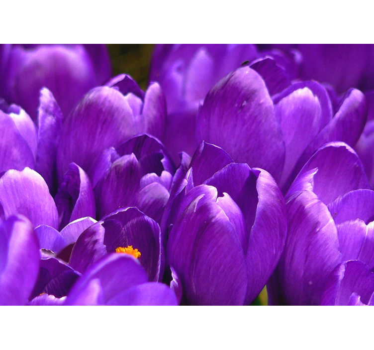 Store enrouleur salon roses violettes - TenStickers