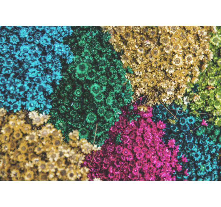 Store enrouleur salon fleurs de marguerite arc-en-ciel - TenStickers
