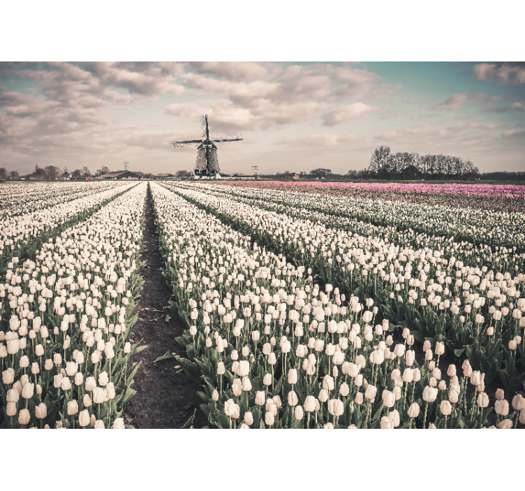 Store enrouleur salon champ de tulipes avec moulin - TenStickers