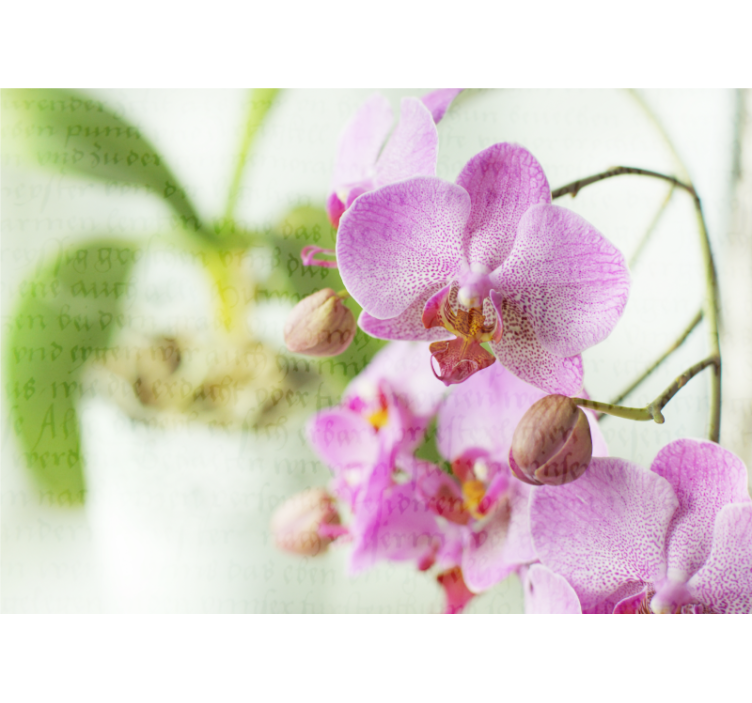Store enrouleur salon orchidée avec texte - TenStickers