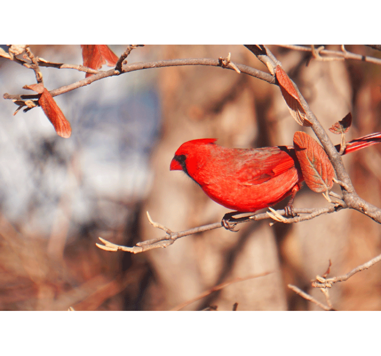 Store enrouleur salon oiseau rouge dans les feuilles - TenStickers