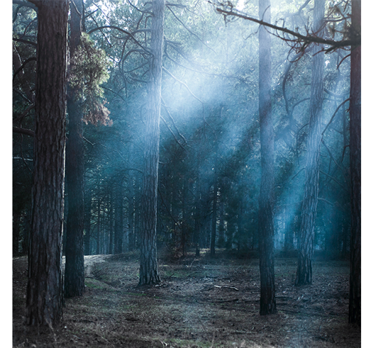 Store enrouleur salon nature crépusculaire en forêt - TenStickers