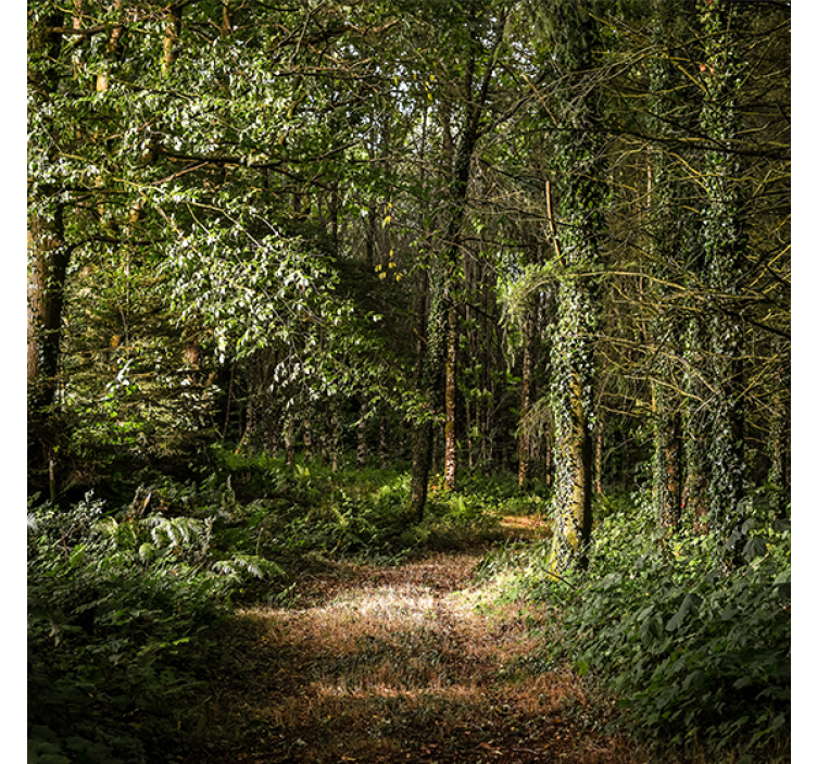 Store enrouleur salon chemin feuillu en forêt - TenStickers