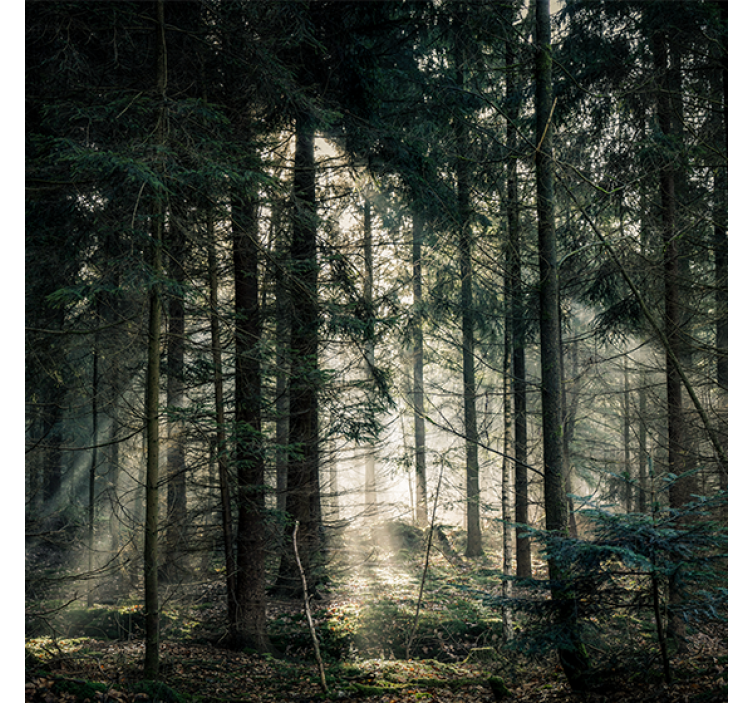 Store enrouleur salon forêt "nature" aux tons sombres - TenStickers