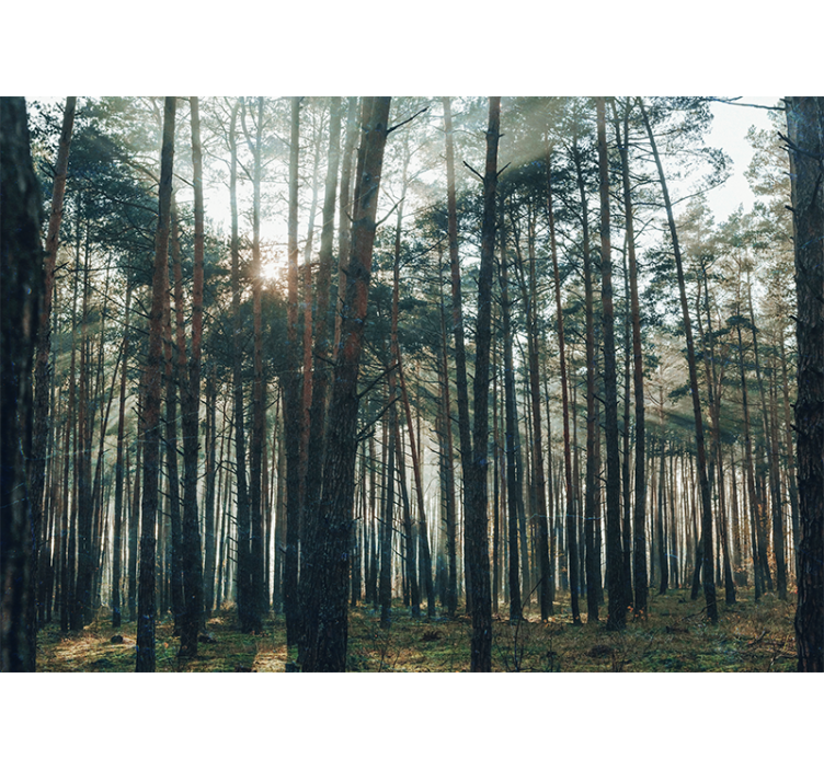Store enrouleur salon design forêt de pin magnifique - TenStickers