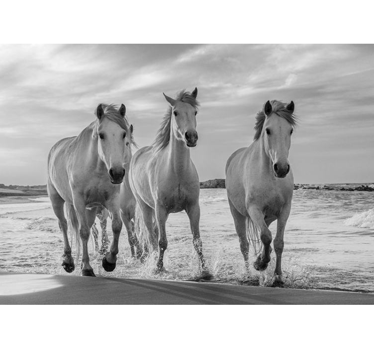 Store enrouleur blanc chevaux en course - TenStickers
