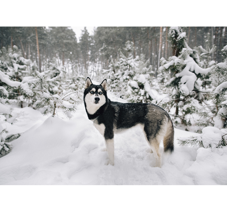 Store enrouleur blanc forêt d'hiver et chien husky - TenStickers