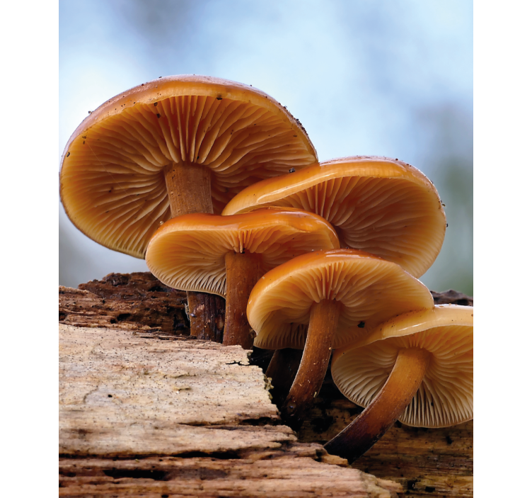 Store enrouleur fleurs et plantes croissance des champignons - TenStickers