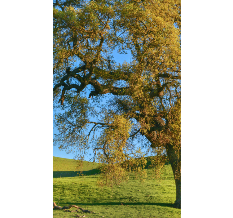 Store enrouleur paysage nature photo arbre - TenStickers